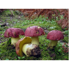 Мицелий Боровика королевского / Болет королевский (Boletus regius) Мицелий Боровика королевского / Болет королевский (Boletus regius)